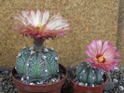 Astrophytum  capricorne X oibo červený květ, akabana,XL  pot 8 cm - 12405057