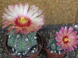 Astrophytum  capricorne X oibo červený květ, akabana,XL  pot 8 cm - 12405058