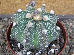 Astrophytum  capricorne X oibo červený květ, akabana,XL  pot 8 cm - 12405059