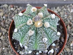 Astrophytum  capricorne X oibo červený květ, akabana,XL  pot 8 cm - 12405060