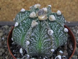 Astrophytum  capricorne X oibo červený květ, akabana,XL  pot 8 cm - 12405061