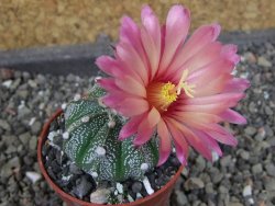 Astrophytum  capricorne X oibo červený květ, akabana,  pot 5,5 cm - 12405073