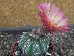 Astrophytum  capricorne X oibo červený květ, akabana,  pot 5,5 cm - 12405075