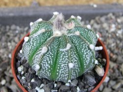 Astrophytum  capricorne X oibo červený květ, akabana,  pot 5,5 cm - 12405076