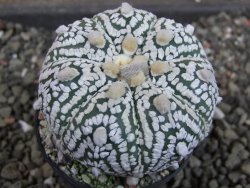 Astrophytum  Super Kabuto X red červený květ, akabana,  pot 5,5 cm - 12405092