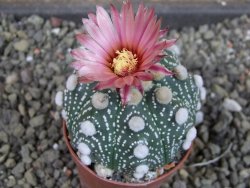 Astrophytum  Hanazano Kabuto X red červený květ, akabana,pot 5,5 cm - 12405096