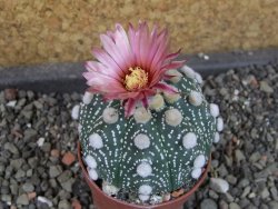 Astrophytum  Hanazano Kabuto X red červený květ, akabana,pot 5,5 cm - 12405097