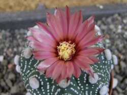 Astrophytum  Hanazano Kabuto X red červený květ, akabana,pot 5,5 cm