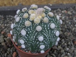 Astrophytum  Hanazano Kabuto X red červený květ, akabana,pot 5,5 cm - 12405099