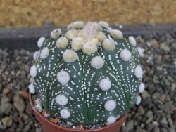Astrophytum  Hanazano Kabuto X red červený květ, akabana,pot 5,5 cm - 12405100
