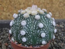Astrophytum  Hanazano Kabuto X red červený květ, akabana,pot 5,5 cm - 12405101