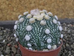 Astrophytum  Hanazano Kabuto X red červený květ, akabana,pot 5,5 cm - 12405102