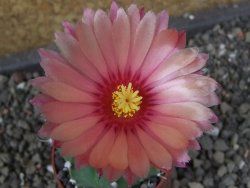Astrophytum  niveum nudum X red červený květ, akabana, pot 5,5 cm - 12405113