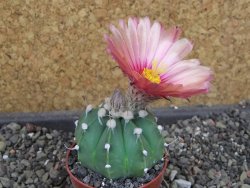 Astrophytum  niveum nudum X red červený květ, akabana, pot 5,5 cm - 12405114