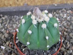 Astrophytum  niveum nudum X red červený květ, akabana, pot 5,5 cm - 12405115