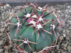 Echinocactus horizonthalonius RS 1038 La Trinidad, SLP pot 5,5 cm