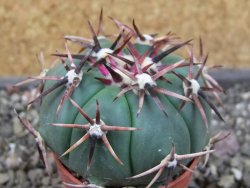 Echinocactus horizonthalonius RS 1038 La Trinidad, SLP pot 5,5 cm - 12405118