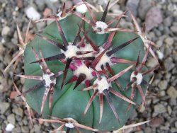 Echinocactus horizonthalonius RS 1038 La Trinidad, SLP pot 5,5 cm - 12405119