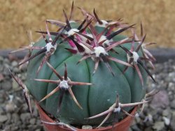 Echinocactus horizonthalonius RS 1038 La Trinidad, SLP pot 5,5 cm - 12405120