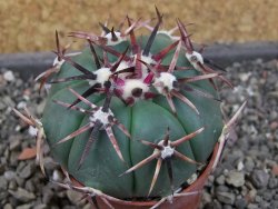 Echinocactus horizonthalonius RS 1038 La Trinidad, SLP pot 5,5 cm - 12405121