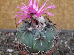 Echinocactus horizonthalonius La mesa pot 5,5 cm - 12405123