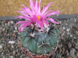 Echinocactus horizonthalonius La mesa pot 5,5 cm - 12405124