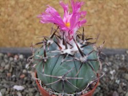 Echinocactus horizonthalonius La mesa pot 5,5 cm - 12405125