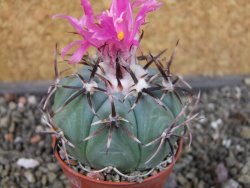 Echinocactus horizonthalonius La mesa pot 5,5 cm - 12405126