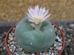 Lophophora difusa, pot 5,5 cm - 12405137