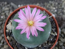 Lophophora fricii pot 5,5 cm
