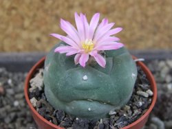 Lophophora fricii pot 5,5 cm - 12405139