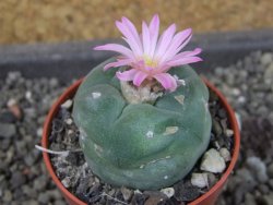 Lophophora fricii pot 5,5 cm - 12405140