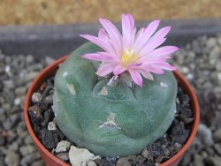 Lophophora fricii pot 5,5 cm - 12405141