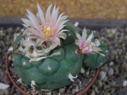 Lophophora viridescens pot 6,5 cm - 12405146