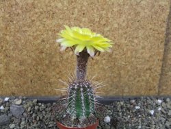 Lobivia sp. žlutý květ, pot 5,5 cm - 12405151
