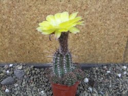 Lobivia sp. žlutý květ, pot 5,5 cm - 12405152