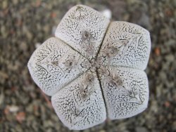 Astrophytum Onzuko pot 6,5 cm - 12405158