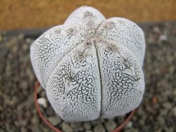 Astrophytum Onzuko pot 6,5 cm - 12405160