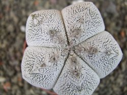 Astrophytum Onzuko pot 6,5 cm - 12405161