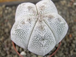 Astrophytum Onzuko pot 6,5 cm - 12405162
