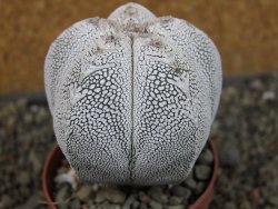 Astrophytum Onzuko pot 6,5 cm - 12405163