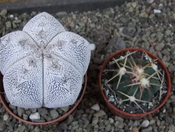 Astrophytum Onzuko pot 6,5 cm - 12405177
