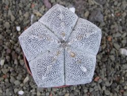 Astrophytum Onzuko relief pot 6,5 cm - 12405164