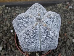 Astrophytum Onzuko relief pot 6,5 cm - 12405165