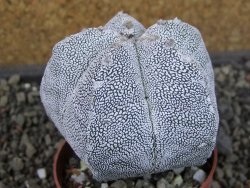 Astrophytum Onzuko relief pot 6,5 cm - 12405166