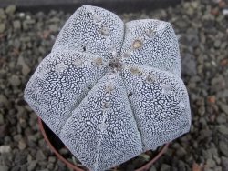 Astrophytum Onzuko relief pot 6,5 cm - 12405168
