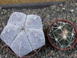 Astrophytum Onzuko relief pot 6,5 cm - 12405169
