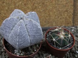 Astrophytum Onzuko relief pot 6,5 cm - 12405170