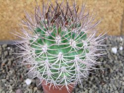 Pyrrhocactus bulbocalyx, pot 5,5 cm - 12405171