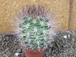 Pyrrhocactus bulbocalyx, pot 5,5 cm - 12405172